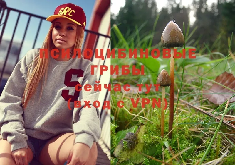 shop формула  Камызяк  Псилоцибиновые грибы Magic Shrooms  купить  